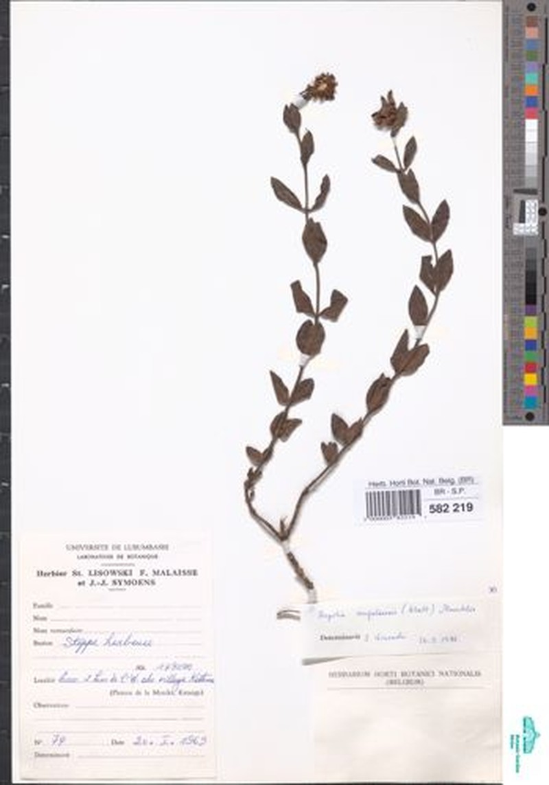 Aspilia angolensis photo 4
