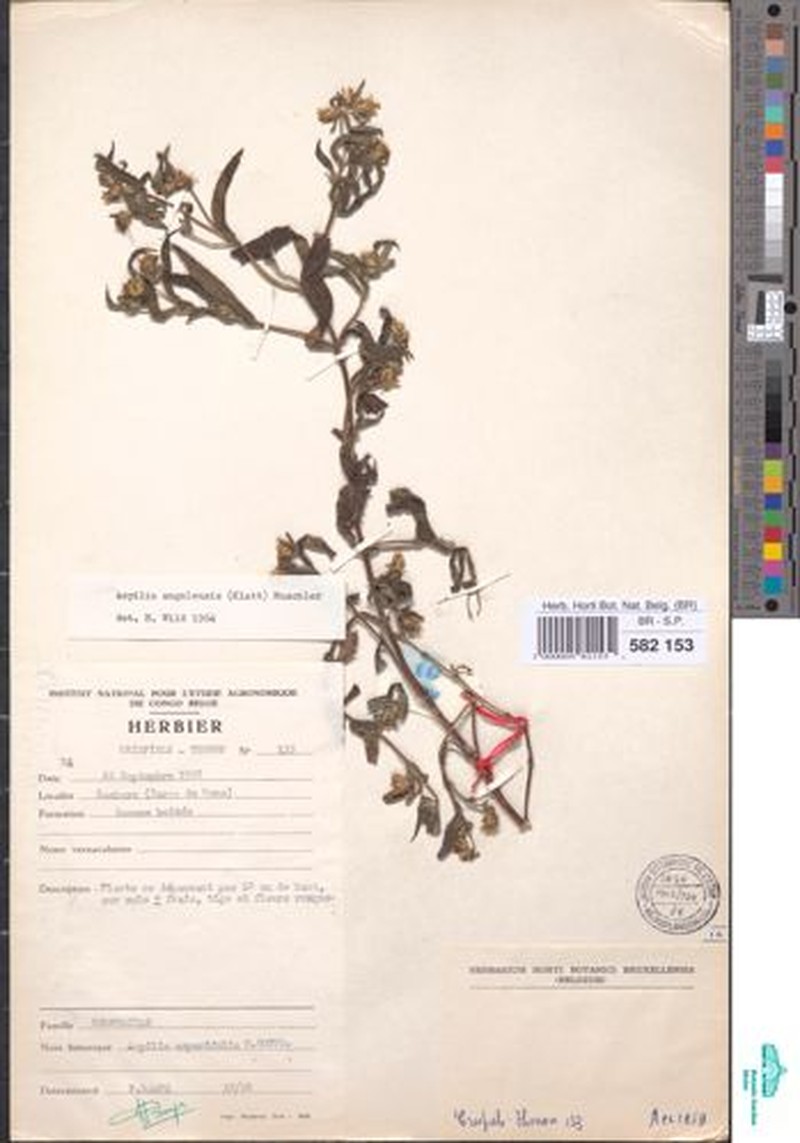 Aspilia angolensis photo 5