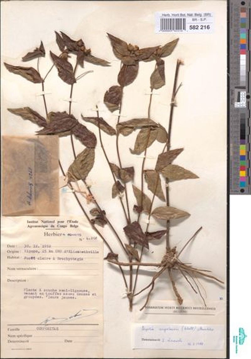 Aspilia angolensis photo 6