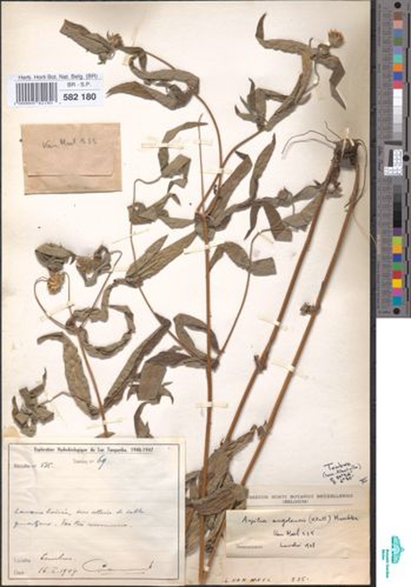 Aspilia angolensis photo 7