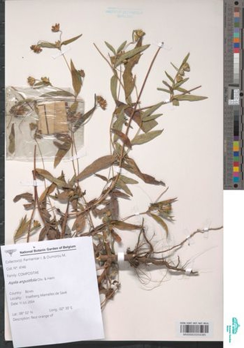 Aspilia angustifolia