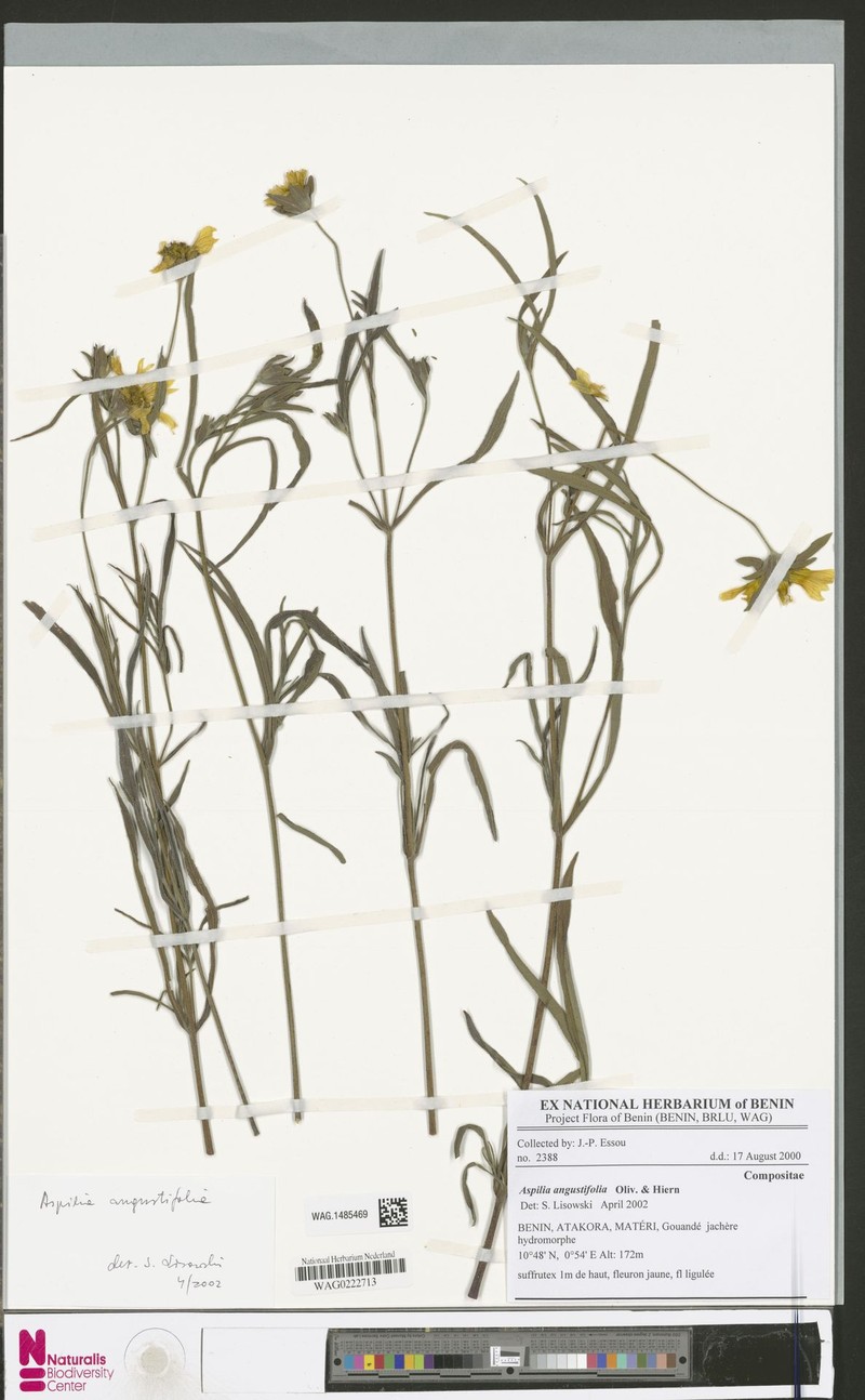 Aspilia angustifolia photo 2