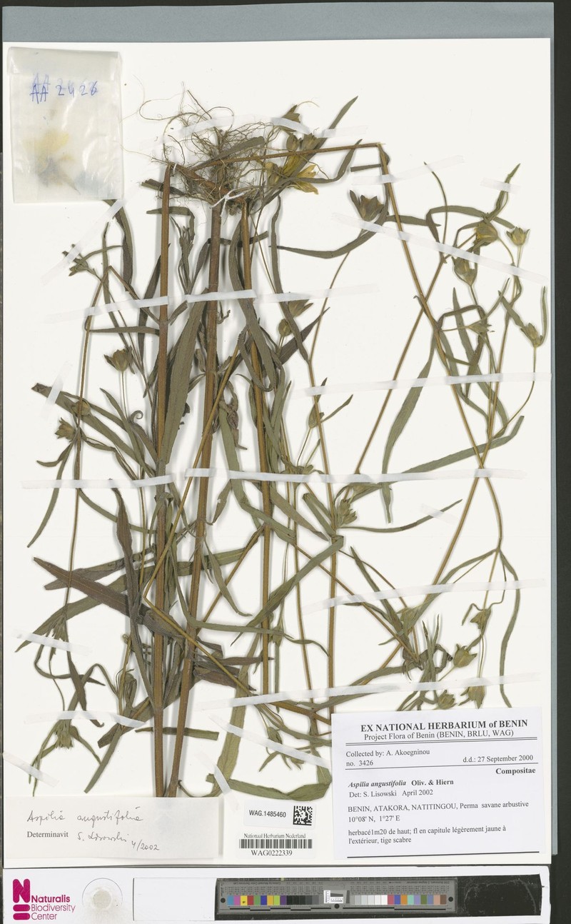 Aspilia angustifolia photo 3