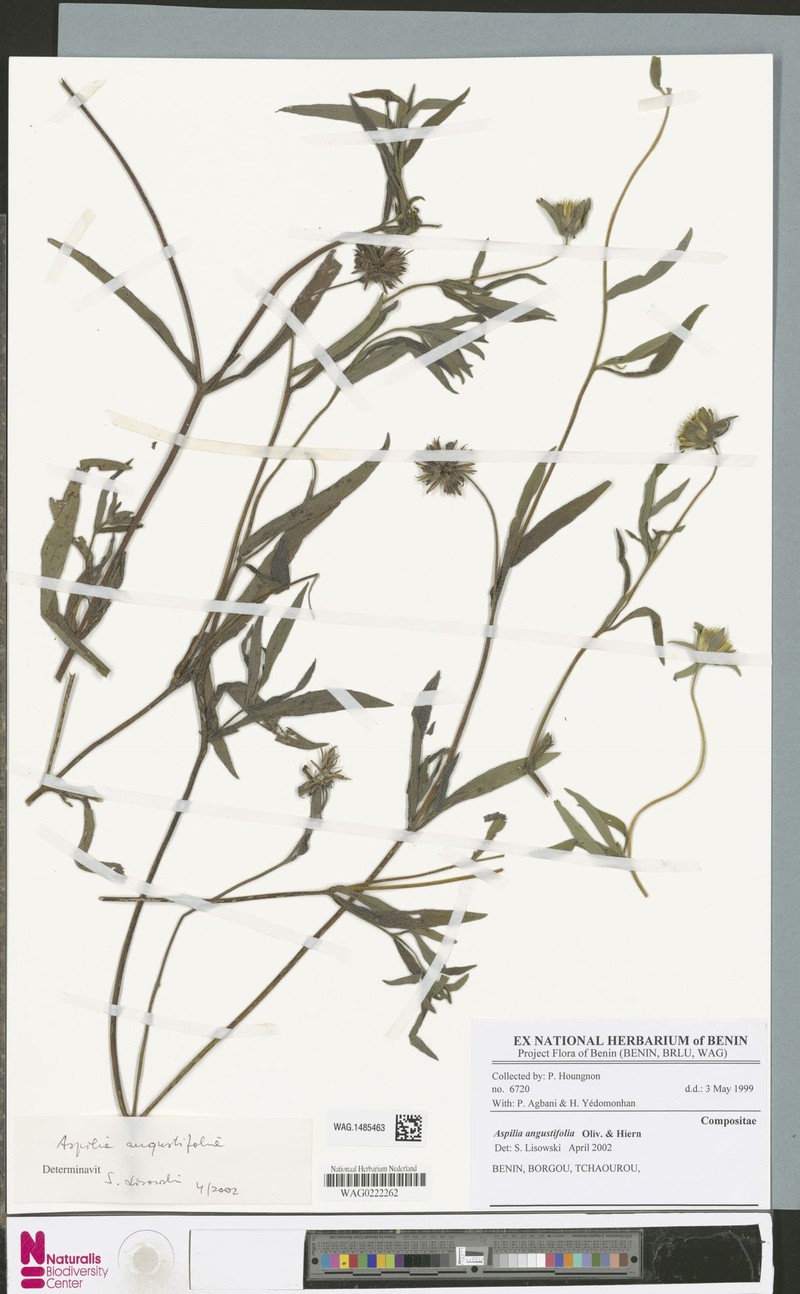 Aspilia angustifolia photo 4