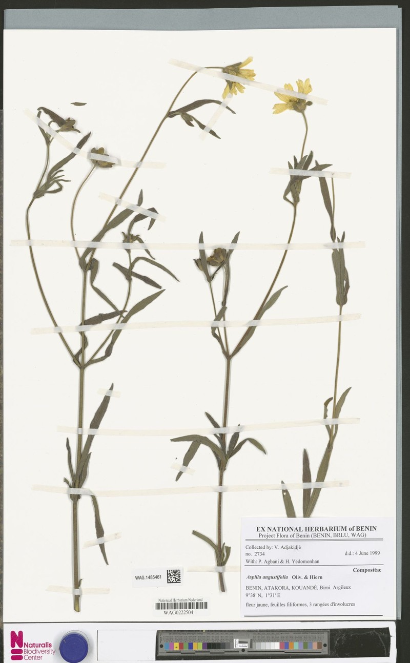 Aspilia angustifolia photo 5