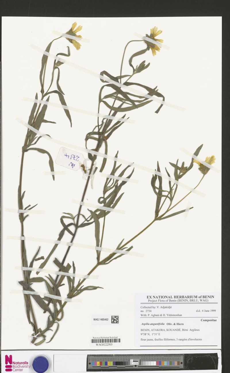 Aspilia angustifolia photo 6