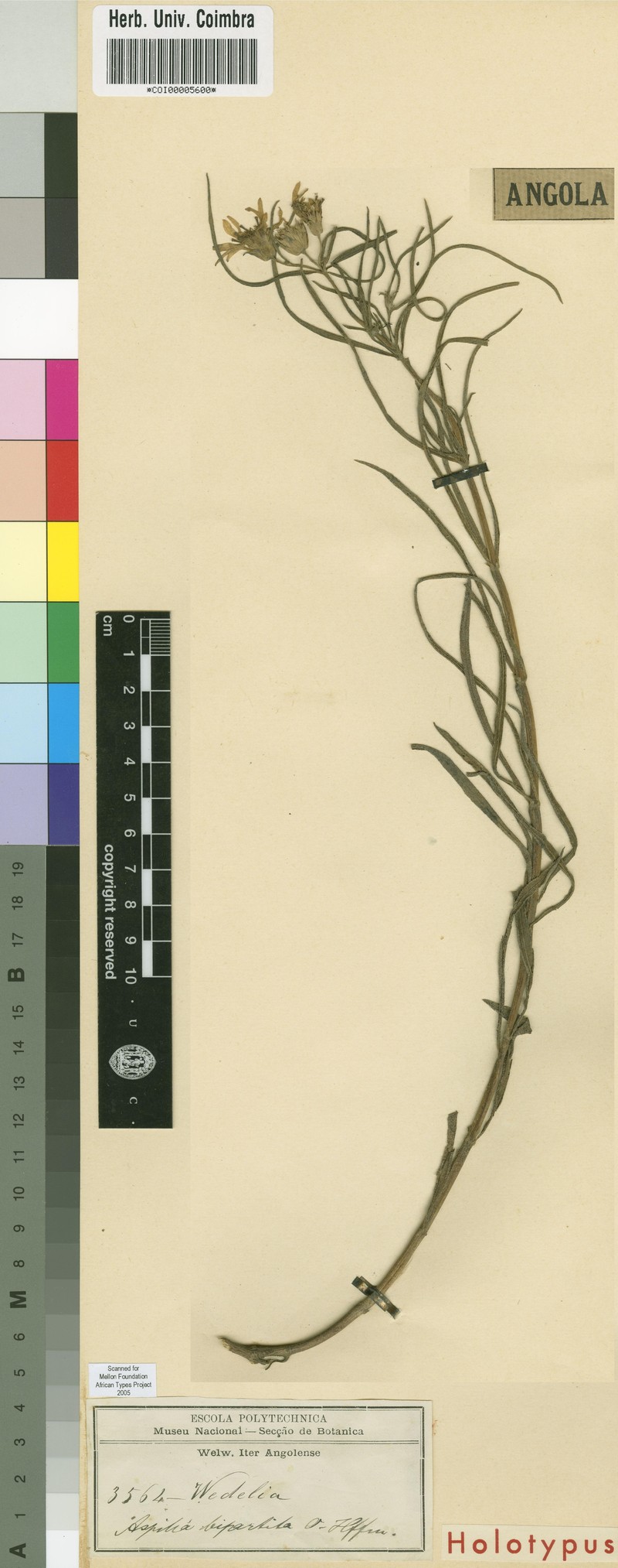 Aspilia bipartita
