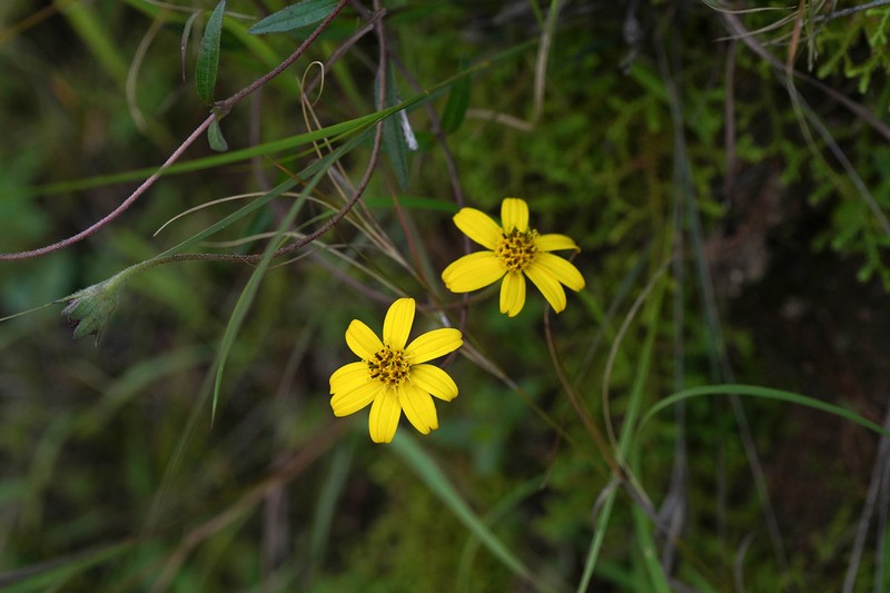 Aspilia bojeri