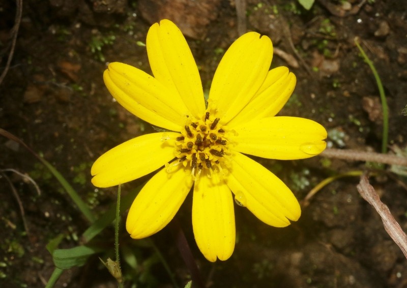Aspilia bojeri photo 2