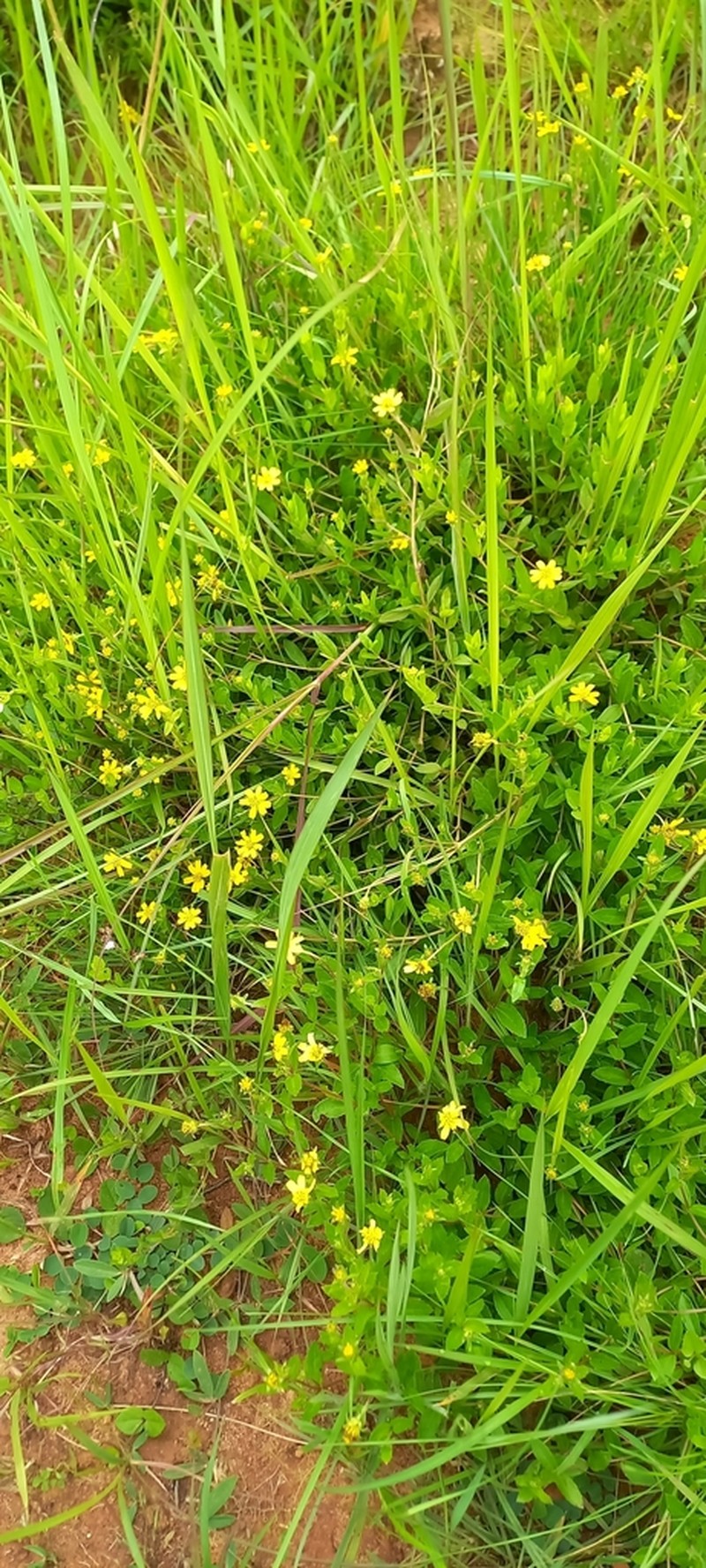 Aspilia bojeri photo 3