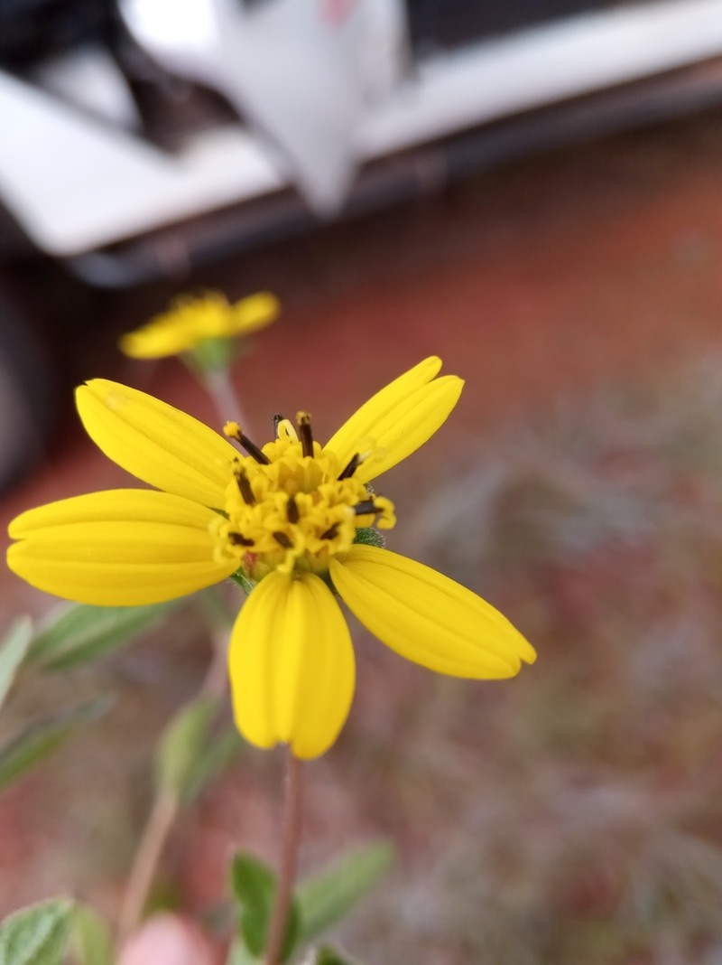 Aspilia bojeri photo 4