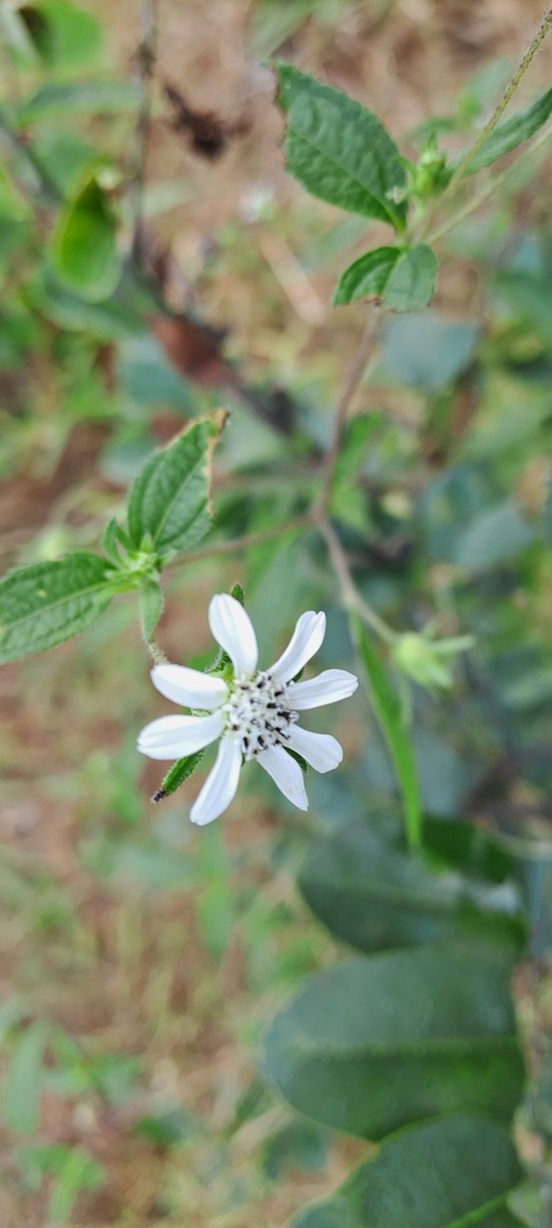 Aspilia bussei photo 2