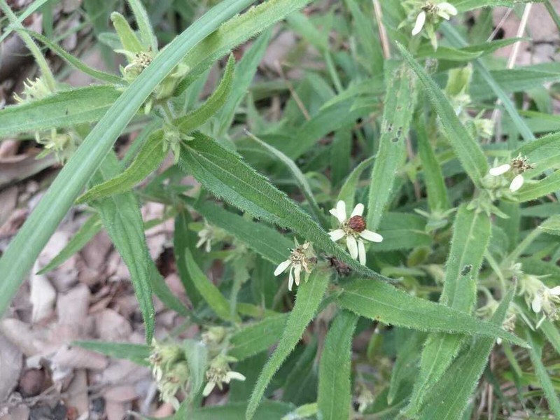 Aspilia bussei photo 3