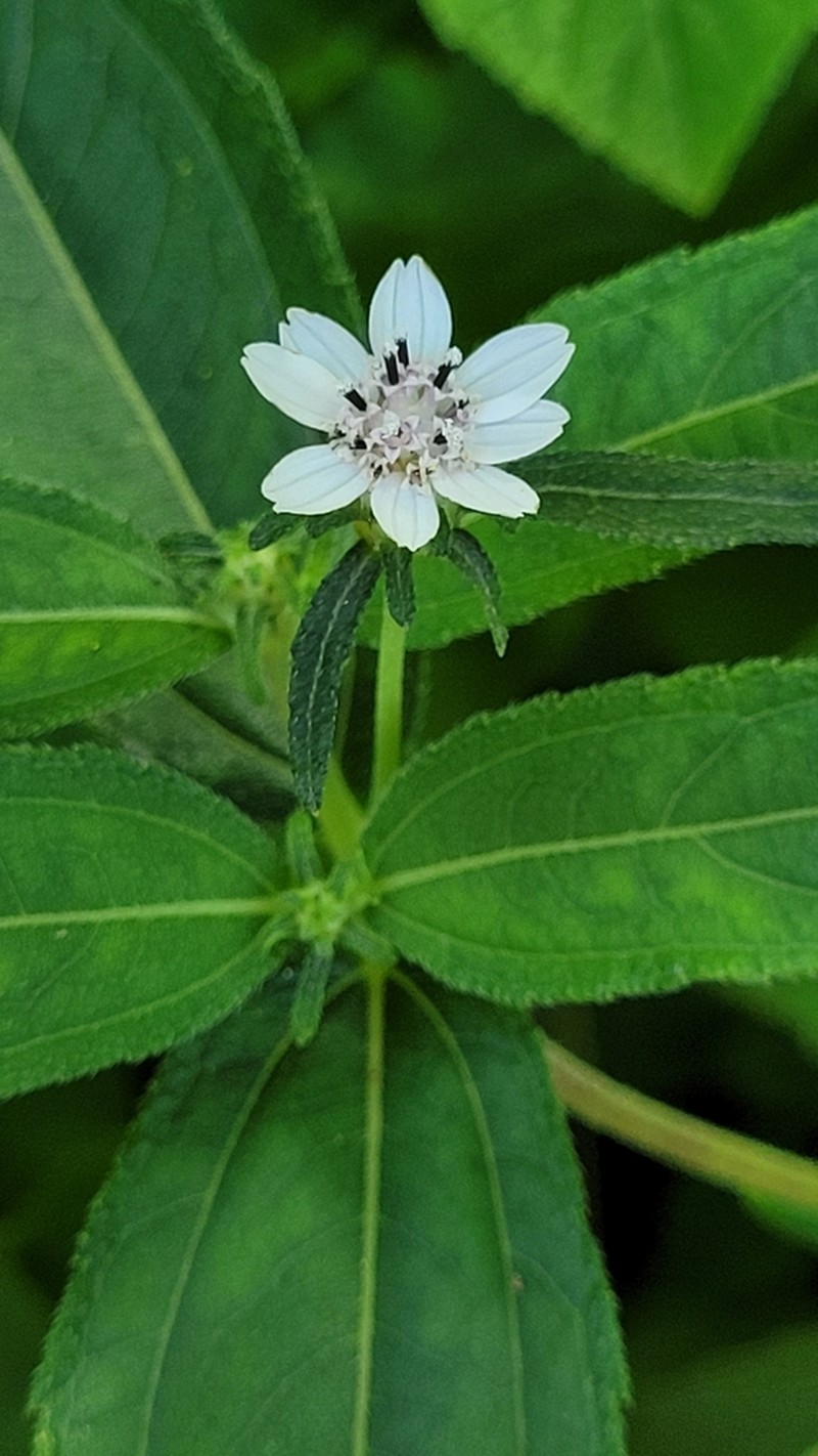 Aspilia bussei photo 4