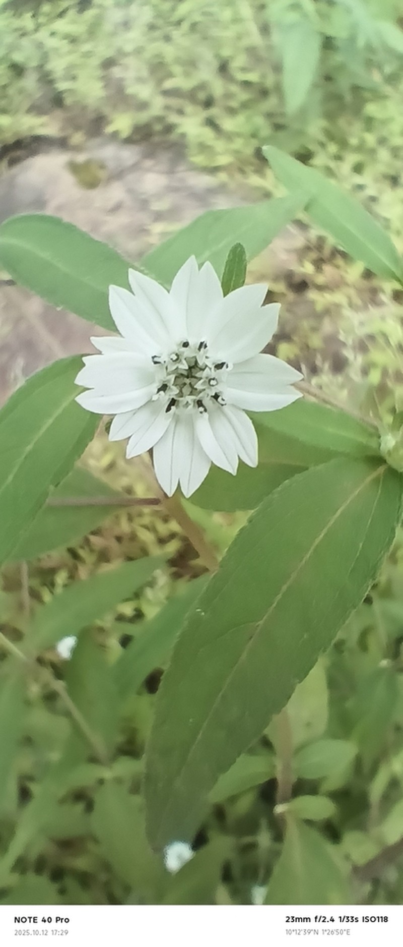 Aspilia bussei photo 5