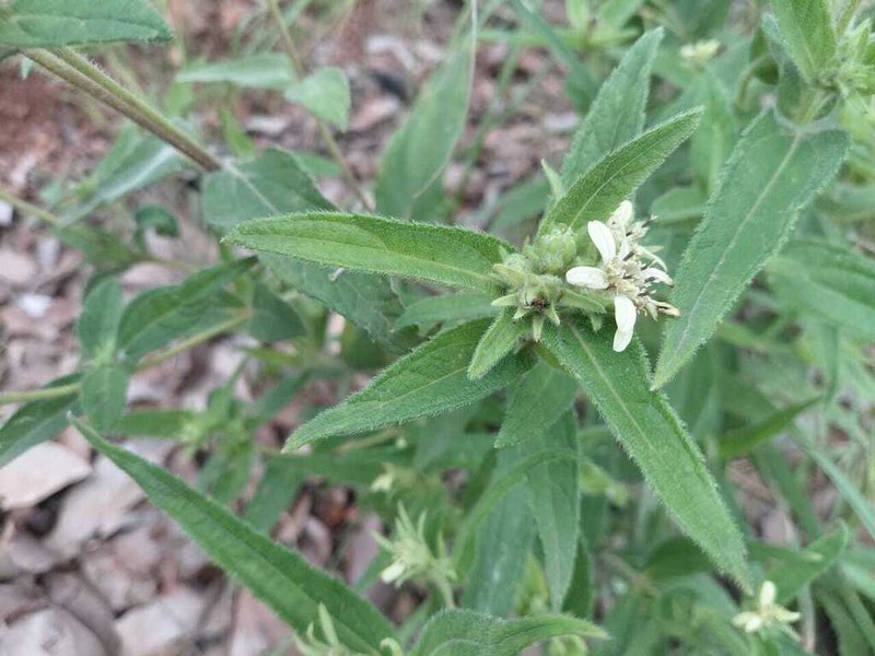 Aspilia bussei photo 6