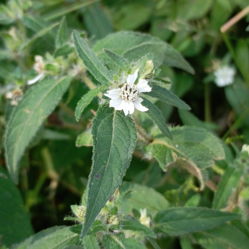 Aspilia bussei photo 7