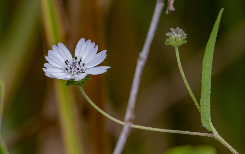 Aspilia bussei photo 8