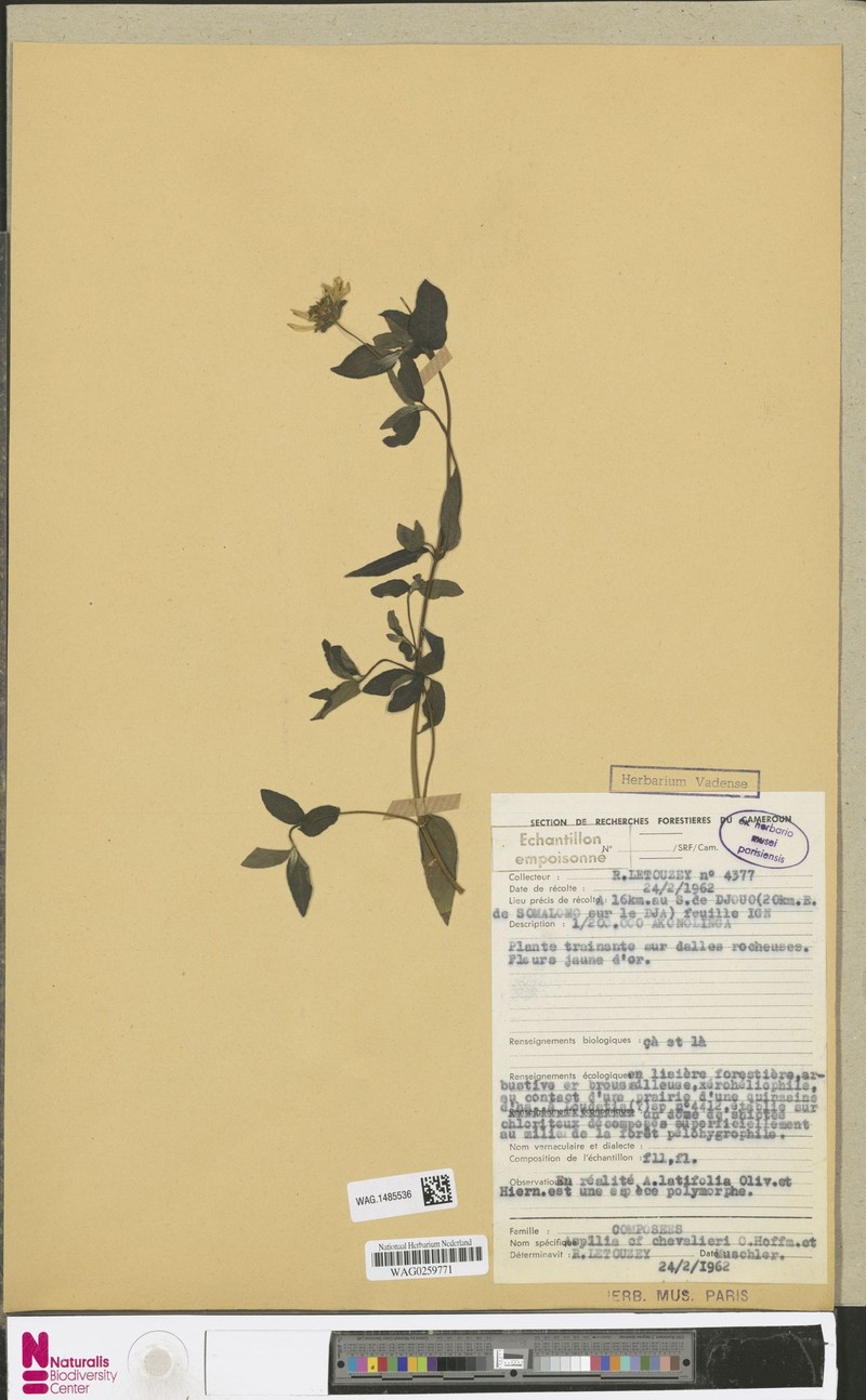 Aspilia chevalieri