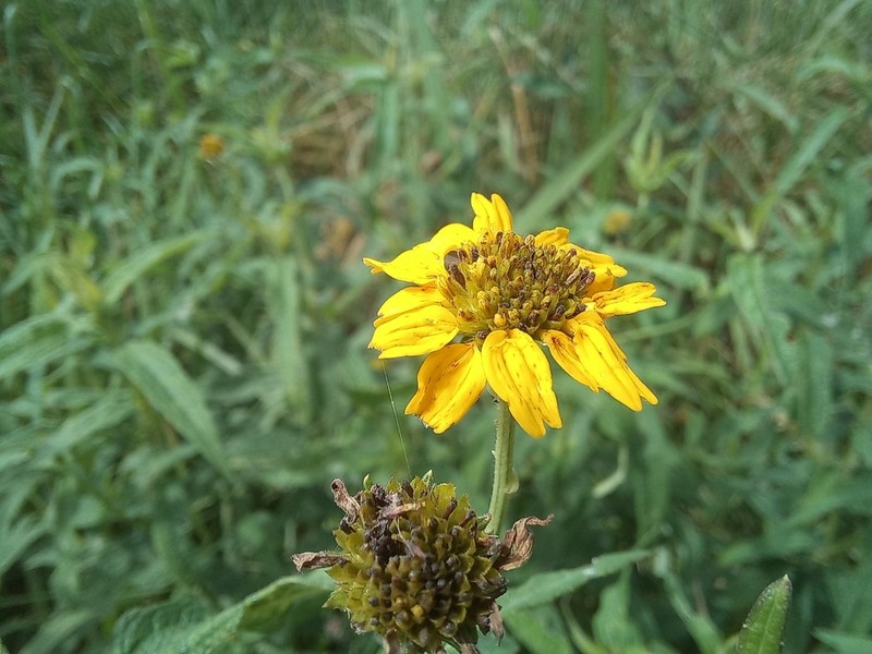Aspilia ciliata photo 2