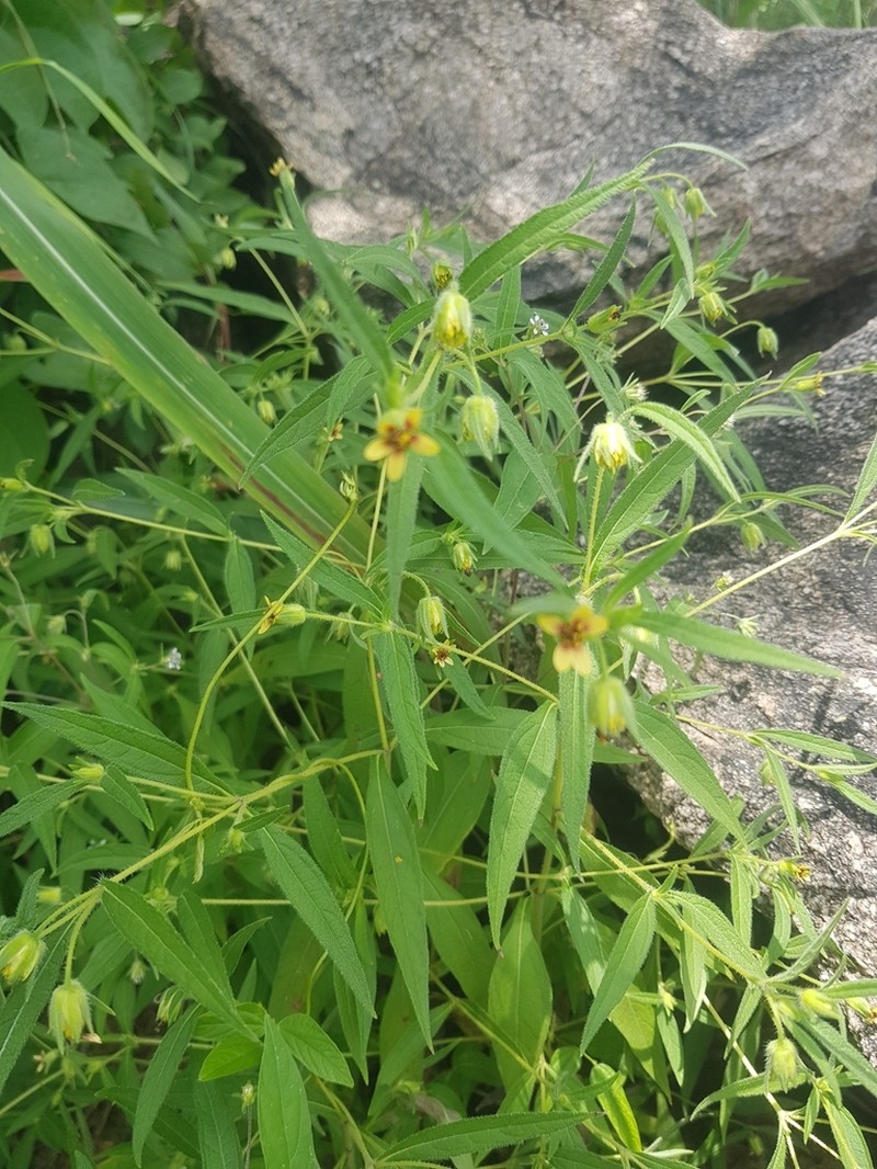 Aspilia ciliata photo 3