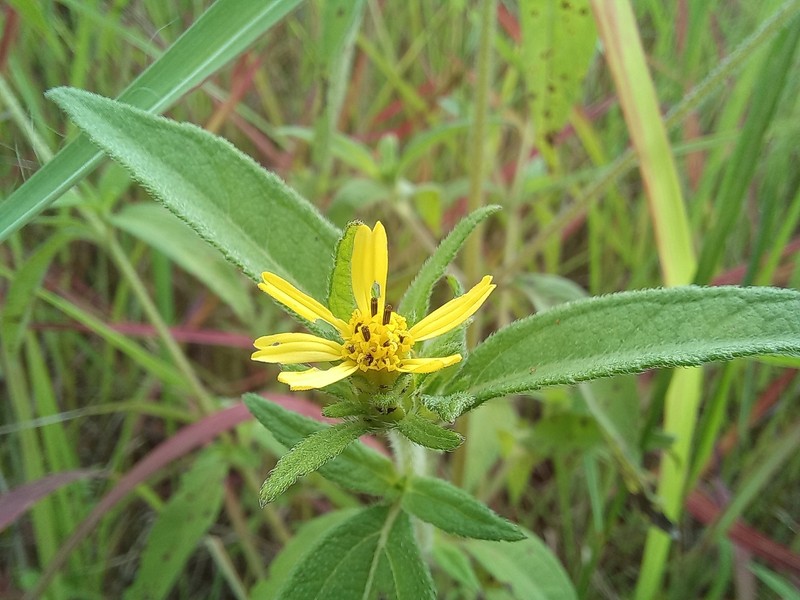 Aspilia ciliata photo 5