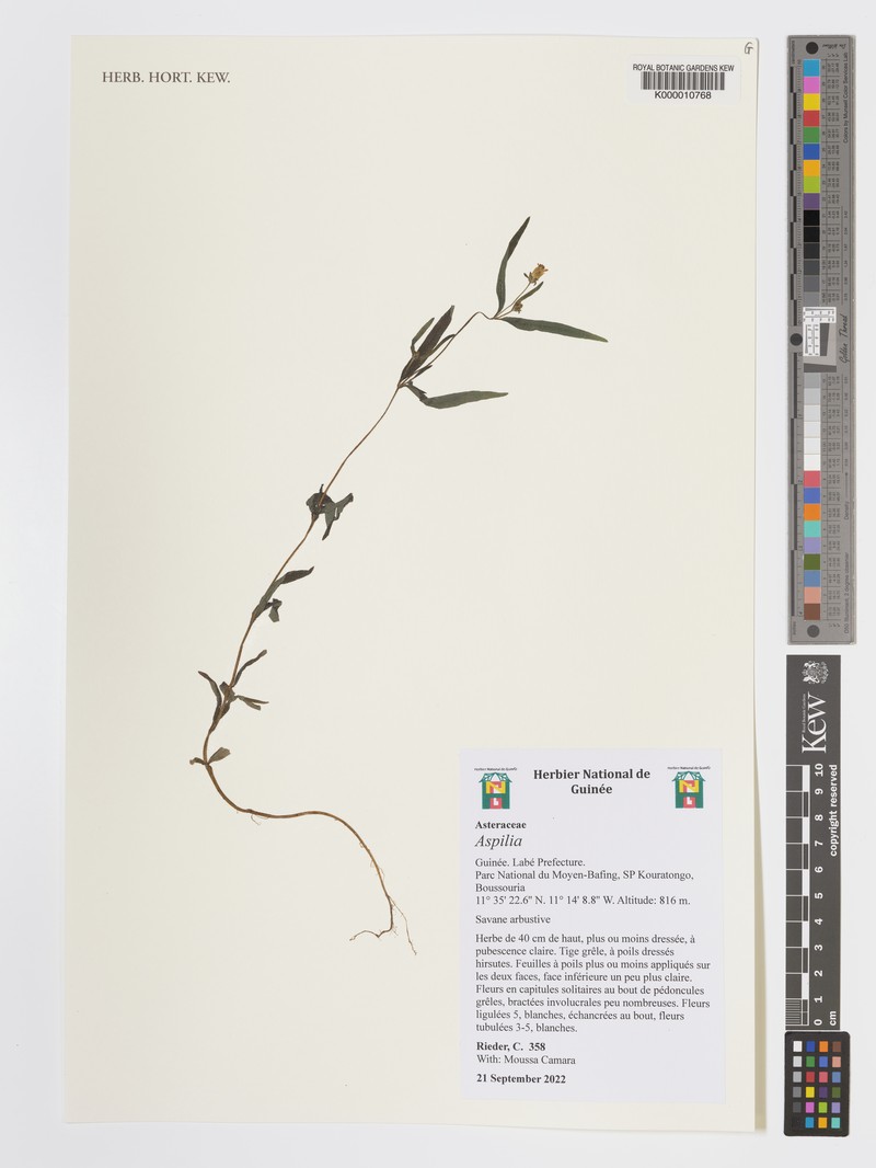 Aspilia ciliata photo 7