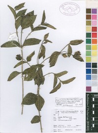 Aspilia ciliata