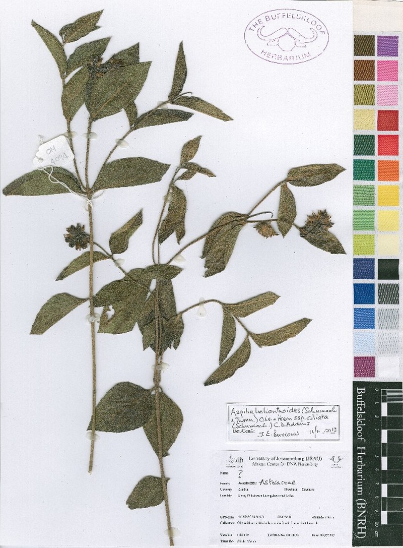 Aspilia ciliata