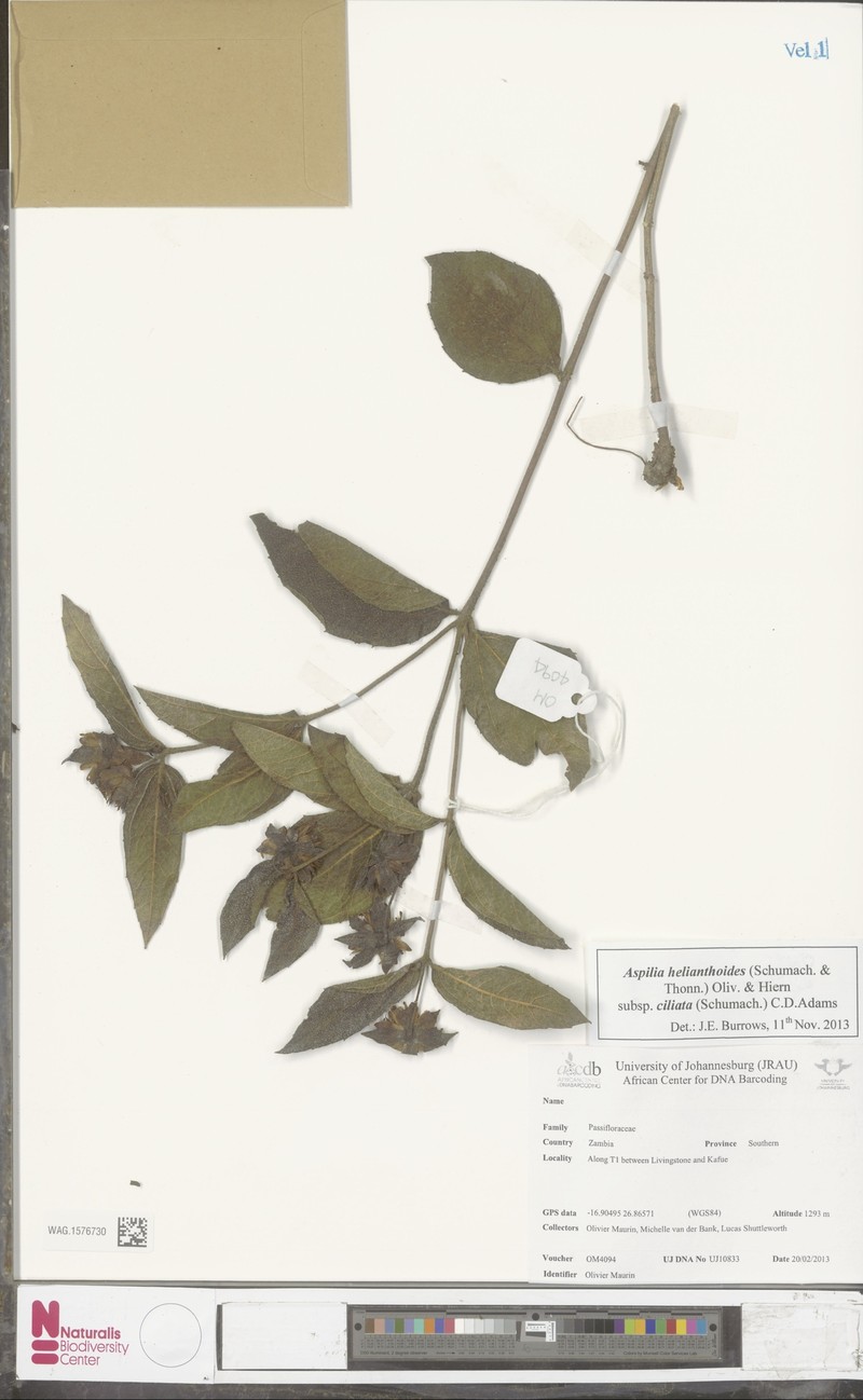 Aspilia ciliata photo 2