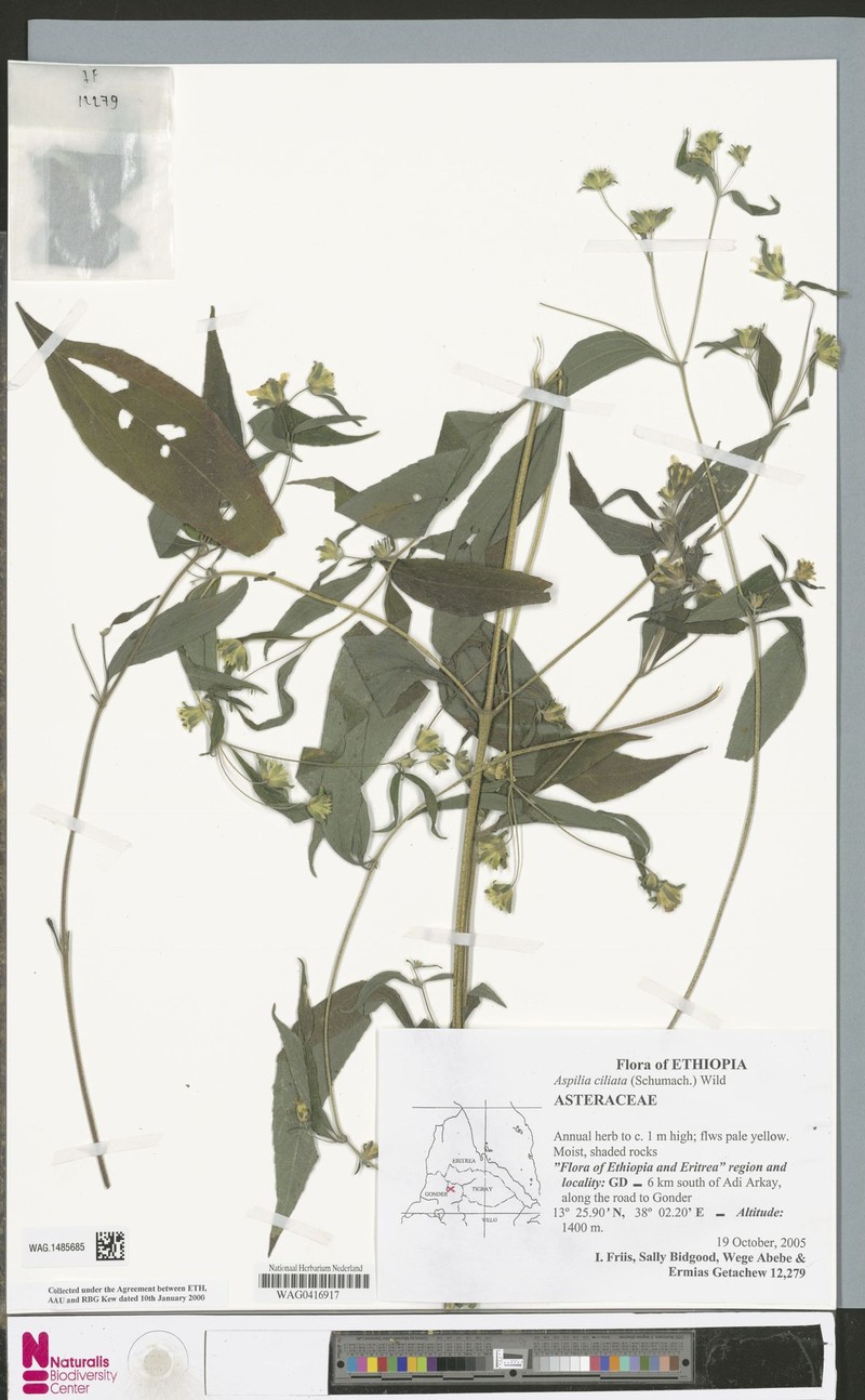 Aspilia ciliata photo 3