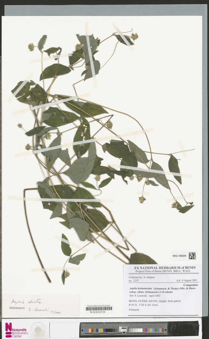 Aspilia ciliata photo 4