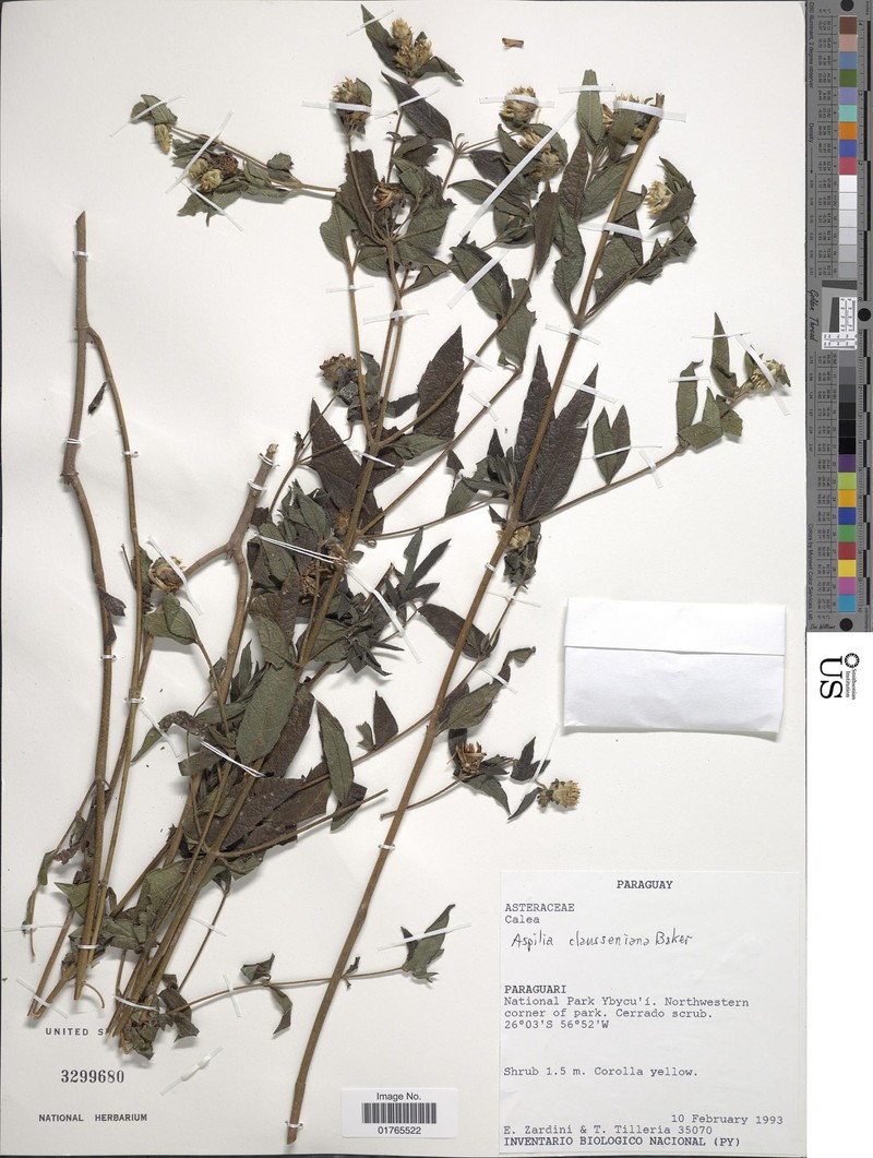 Aspilia clausseniana photo 2