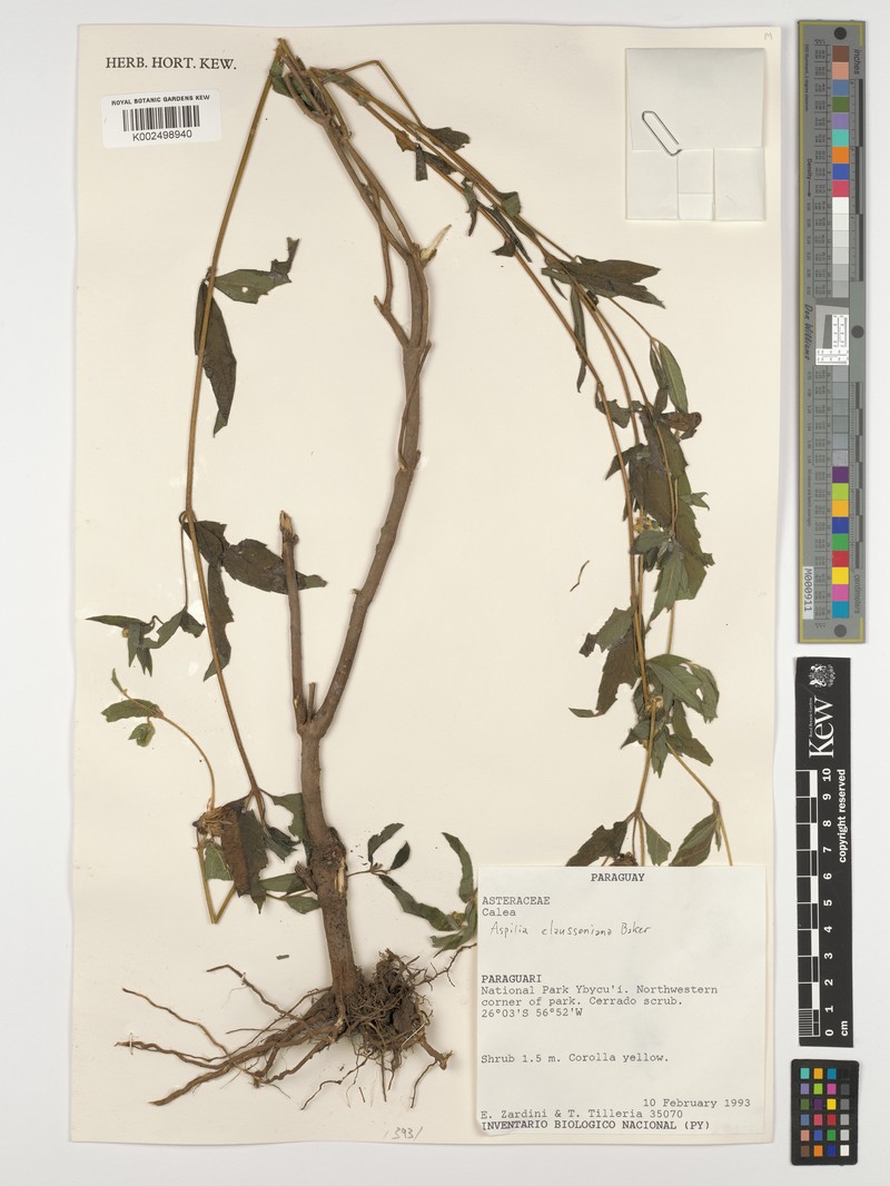 Aspilia clausseniana photo 3