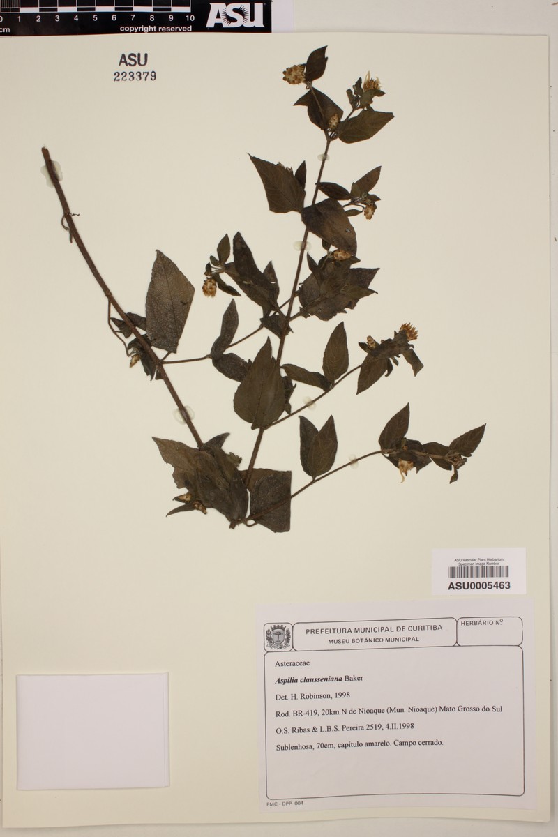 Aspilia clausseniana