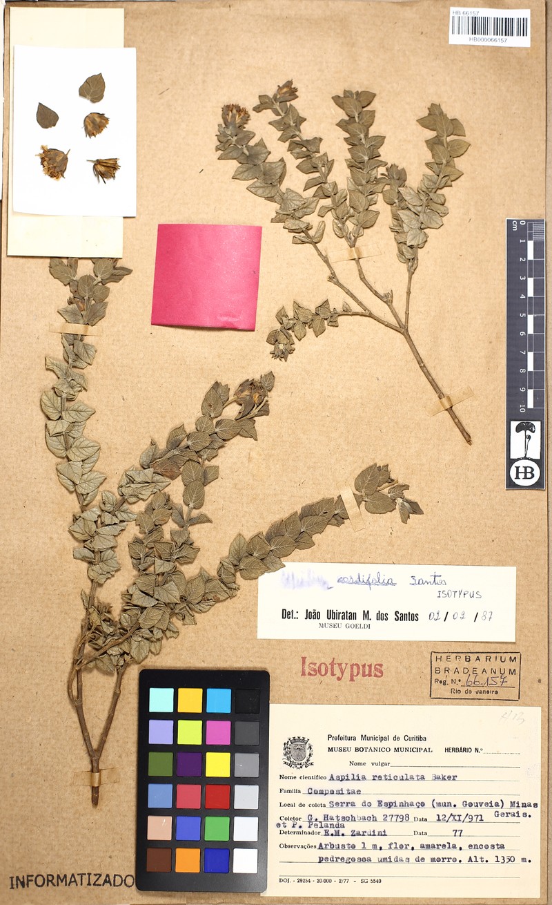 Aspilia cordifolia