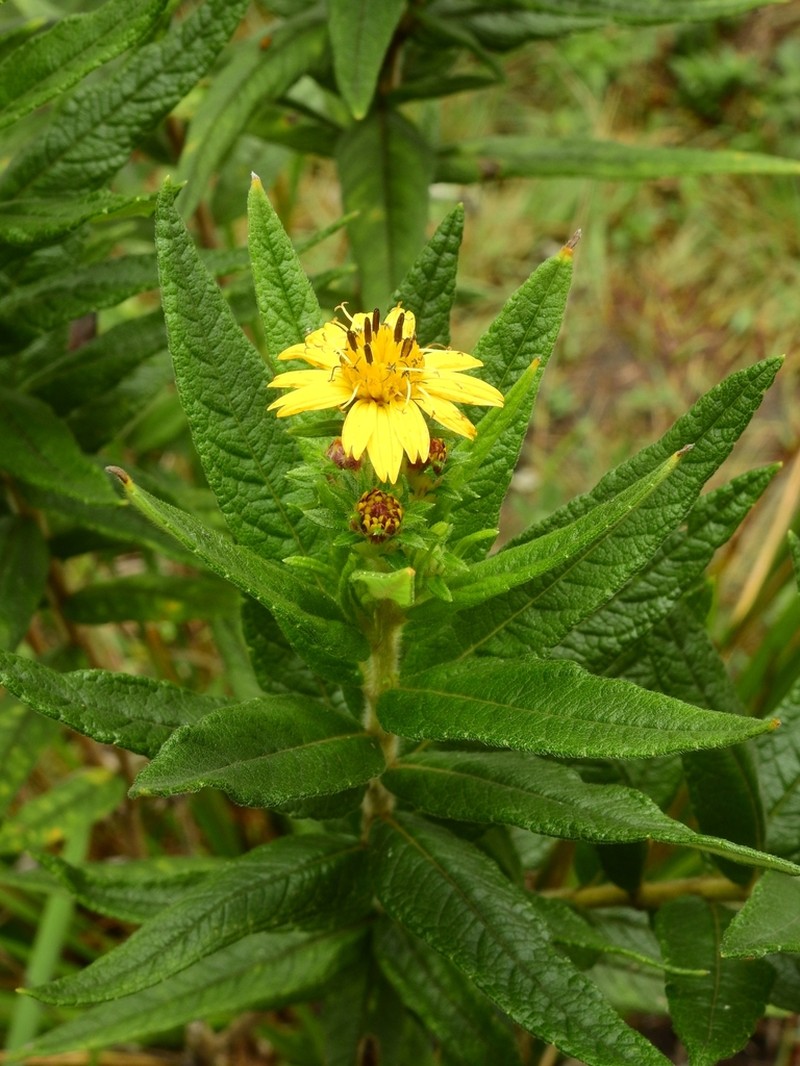 Aspilia diniz-cruziana