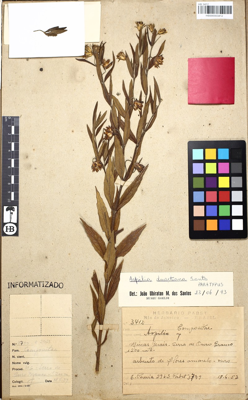 Aspilia duarteana photo 3