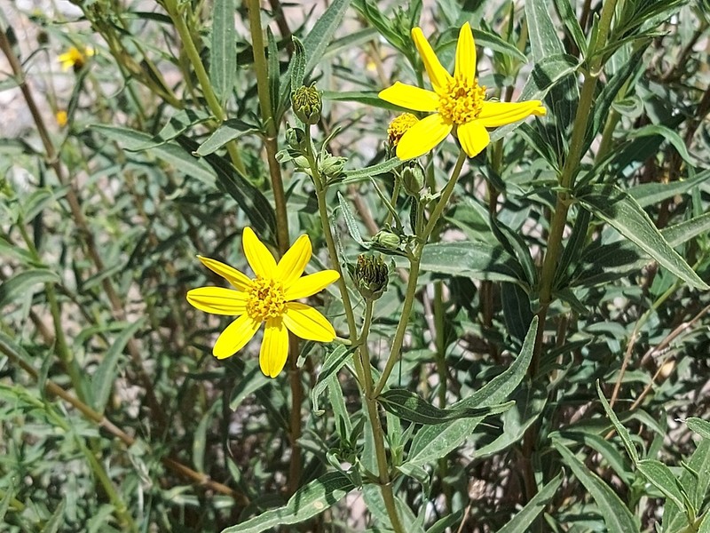 Aspilia eenii photo 3