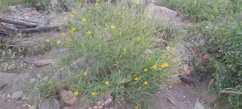 Aspilia eenii photo 4