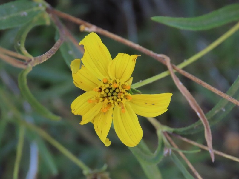 Aspilia eenii photo 5