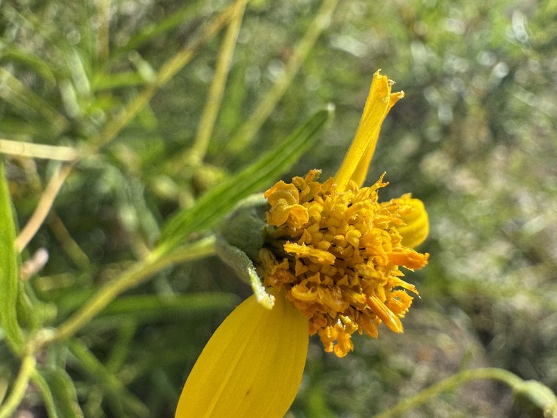 Aspilia eenii photo 6