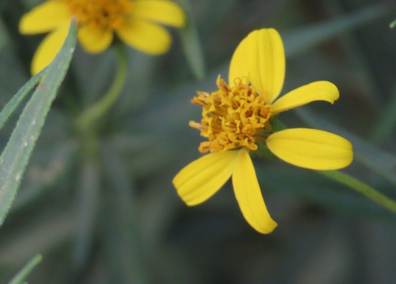 Aspilia eenii photo 7