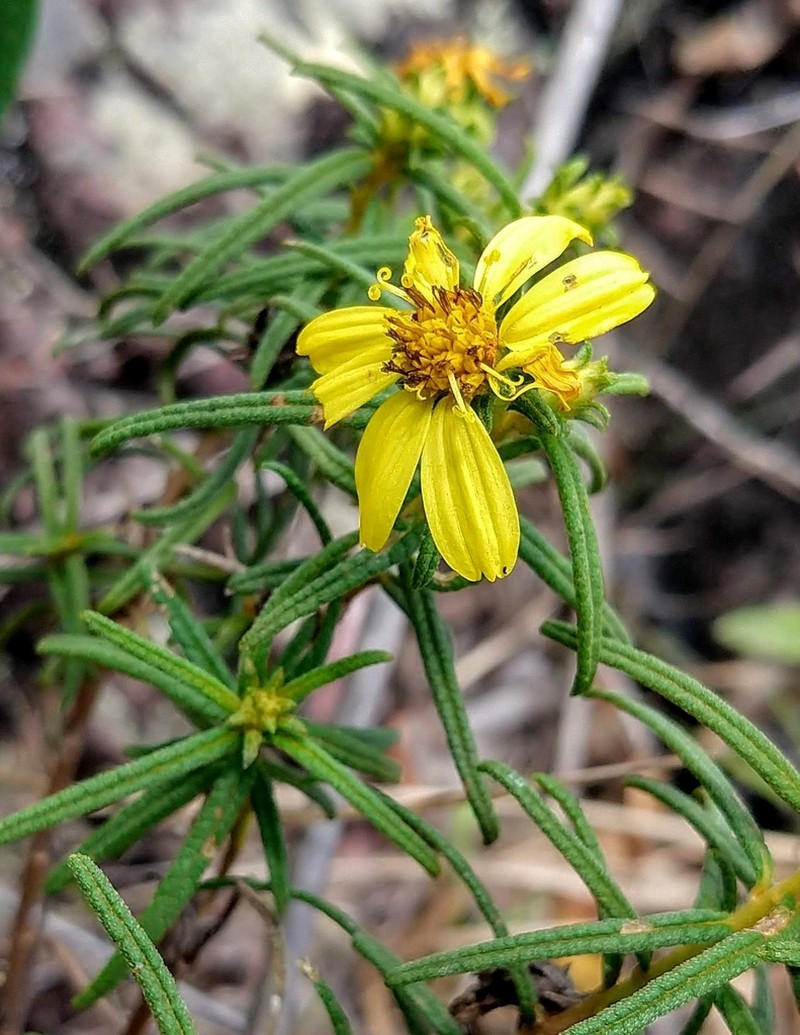 Aspilia foliosa