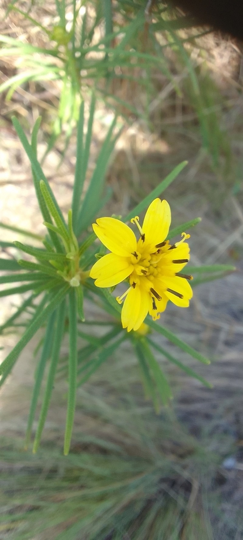 Aspilia foliosa photo 2