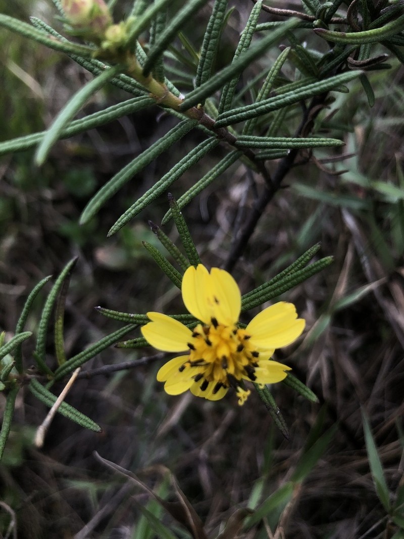Aspilia foliosa photo 3