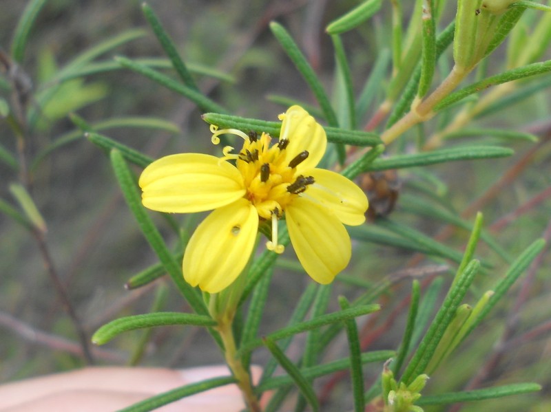 Aspilia foliosa photo 4