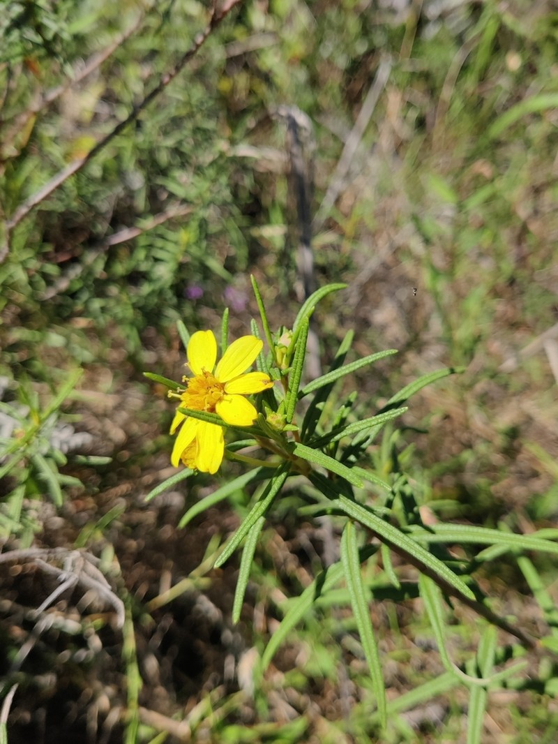 Aspilia foliosa photo 5