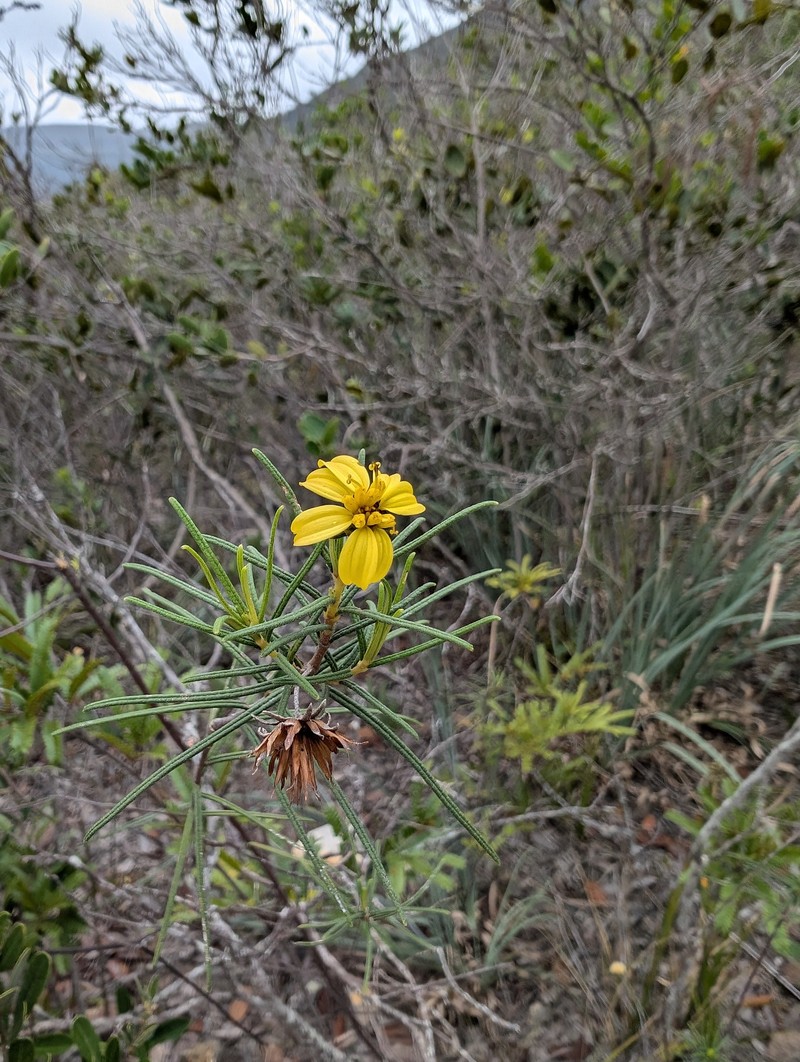 Aspilia foliosa photo 7