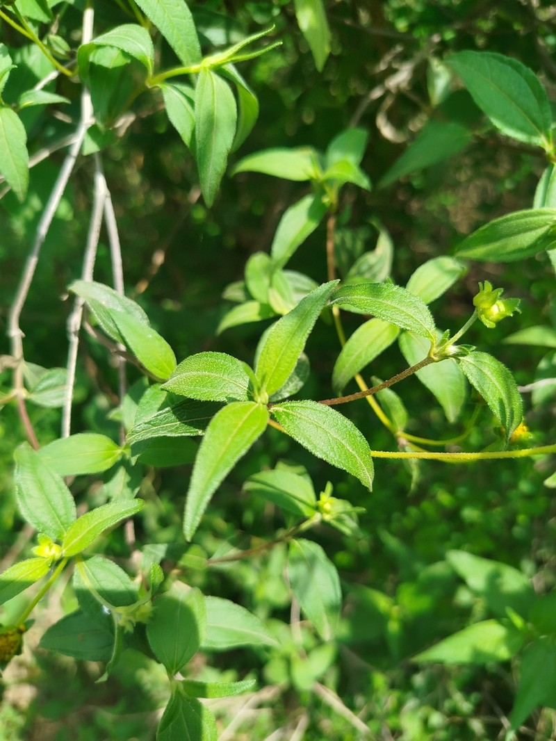 Aspilia gillettii
